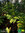 Indianerbanane - Pawpaw | Asimina triloba | Bioland | winterhart in Obstbaulage | Pflanze 19 cm Topf