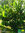 Indianerbanane - Pawpaw | Asimina triloba | Bioland | winterhart in Obstbaulage | Pflanze 19 cm Topf