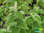 Australisches Zitronenblatt | Plectranthus species | Bioland