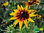 Sonnenhut 'Herbstwald' | Rudbeckia hirta 'Herbstwald' | Bioland