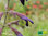 Bergkiefernsalbei | Salvia semiatrata | Bioland