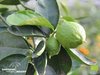 Limettenbäumchen - Tahiti Limette - Citrus latifolia | Demeter | Bio