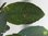 Limettenbäumchen - Tahiti Limette - Citrus latifolia | Demeter | Bio