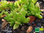 Südafrikanische Mittagsblume | Delosperma nubigenum | winterhart in Weinbaulage | Bioland
