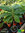 Indianerbanane - Pawpaw | Asimina triloba | Bioland | winterhart in Obstbaulage | Pflanze 12 cm Topf