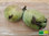 Indianerbanane - Pawpaw | Asimina triloba | Bioland | winterhart in Obstbaulage | Pflanze 12 cm Topf