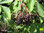 Holunderbusch | Sambucus nigra 'Haidegg' | Sorte 'Haidegg' Bioland