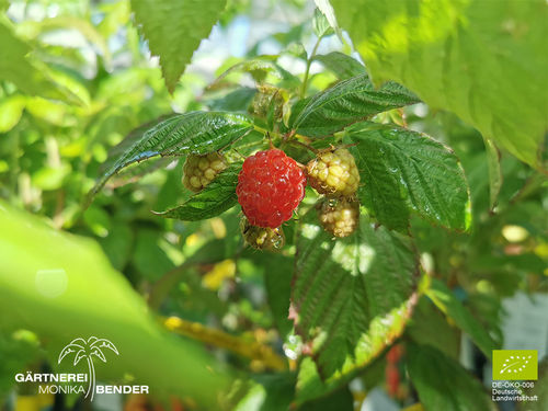 Himbeere | Waldhimbeere | Aroma Queen | Rubus idaeus | Bio