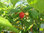 Himbeere | Waldhimbeere | Aroma Queen | Rubus idaeus | Bio