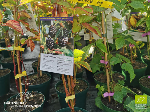 Dornenlose Brombeere | Navaho | Rubus sect. rubus | Bio Pflanze