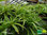 Weißbunte Grünlilie | Chlorophytum comosum 'variegatum' | Bioland