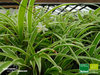 Weißbunte Grünlilie | Chlorophytum comosum 'variegatum' | Bioland
