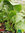 Meerrettich | Armoracia rusticana | Bioland