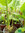 Meerrettich | Armoracia rusticana | Bioland