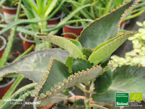 Brutblatt | Bryophyllum | Kalanchoe daigremontiana | Bioland
