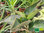 Brutblatt | Bryophyllum | Kalanchoe daigremontiana | Bioland