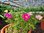 Portulakröschen, verschiedene Blühfarben pro Pflanze | Portulaca grandiflora 'Mix' | Bioland