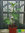 Türkische Feige | Ficus carica | Bioland | winterhart in Obstbaulage | im 12cm Topf
