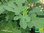 Türkische Feige | Ficus carica | Bioland | winterhart in Obstbaulage | im 12cm Topf