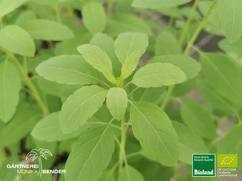 Bolivianischer Koriander | Porophyllum ruderale | Bioland