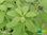 Bolivianischer Koriander | Porophyllum ruderale | Bioland