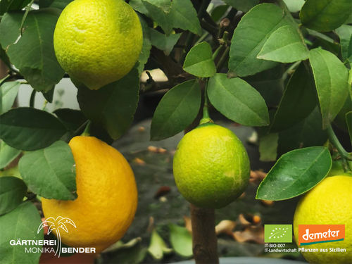 Zitronenbäumchen – Meyer-Zitrone | Citrus x limon 'Meyer' | Demeter