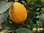 Zitronenbäumchen – Meyer-Zitrone | Citrus x limon 'Meyer' | Demeter