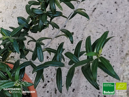 Olivenbäumchen Wild | Olea europaea | Bioland