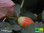 Aroma Erdbeere rotfruchtig und weißblütig | Fragaria x ananassa 'immertragend' | Bioland