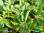 Brutblatt | Bryophyllum | Goethepflanze | Kalanchoe pinnata | Bioland