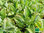 Brutblatt | Bryophyllum | Goethepflanze | Kalanchoe pinnata | Bioland
