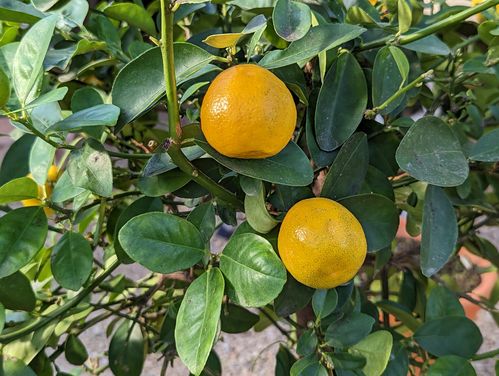 Kumquatbäumchen – Runde Kumquat | (Citrus) Fortunella margarita | Demeter