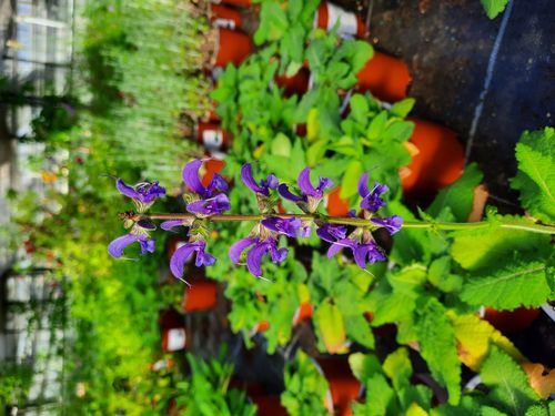 Wiesen-Salbei | Salvia pratensis | Bioland