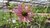 Tennessee Sonnenhut | Echinacea tennesseensis 'Rocky Top'  | Bioland