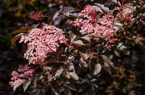 Roter Holunderbusch | Sambucus nigra | Sorte 'Black Beauty' Bioland