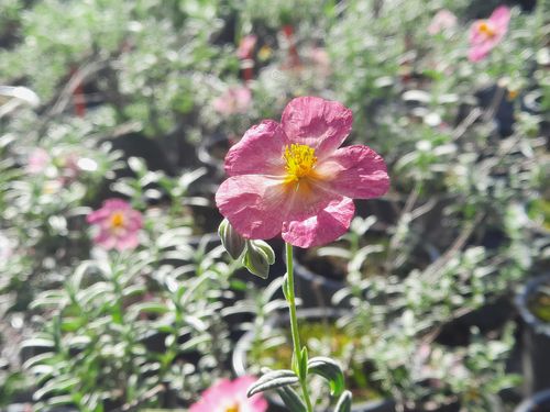 Rosa Sonnenröschen | Helianthemum hybridum 'Wisley Pink' | Bioland