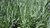 Speik Lavendel | Lavandula latifolia | Bioland
